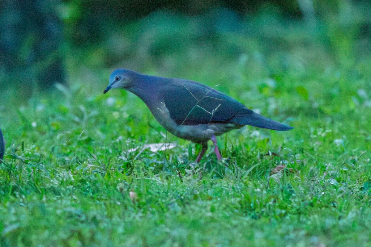 holub tolimský - ML638499670