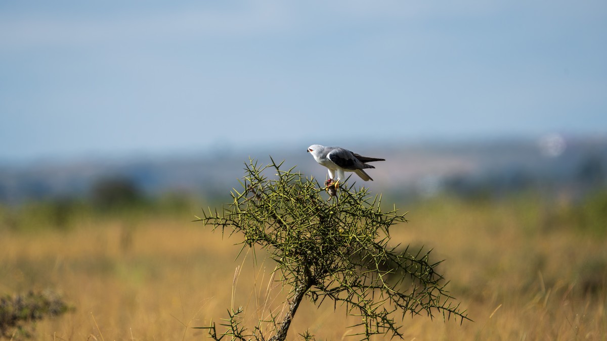 Black-winged Kite - ML638499681