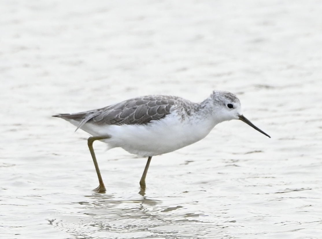 Marsh Sandpiper - ML638499700