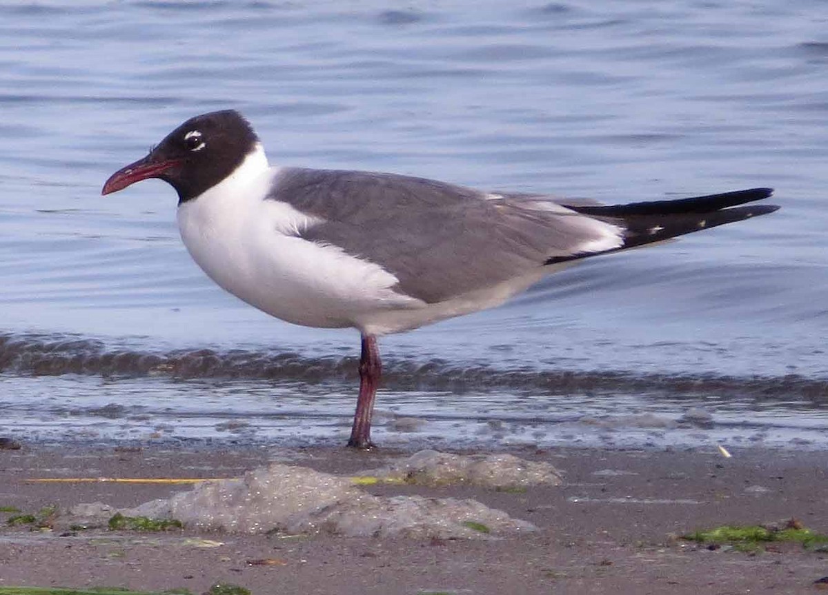 Laughing Gull - ML638499703