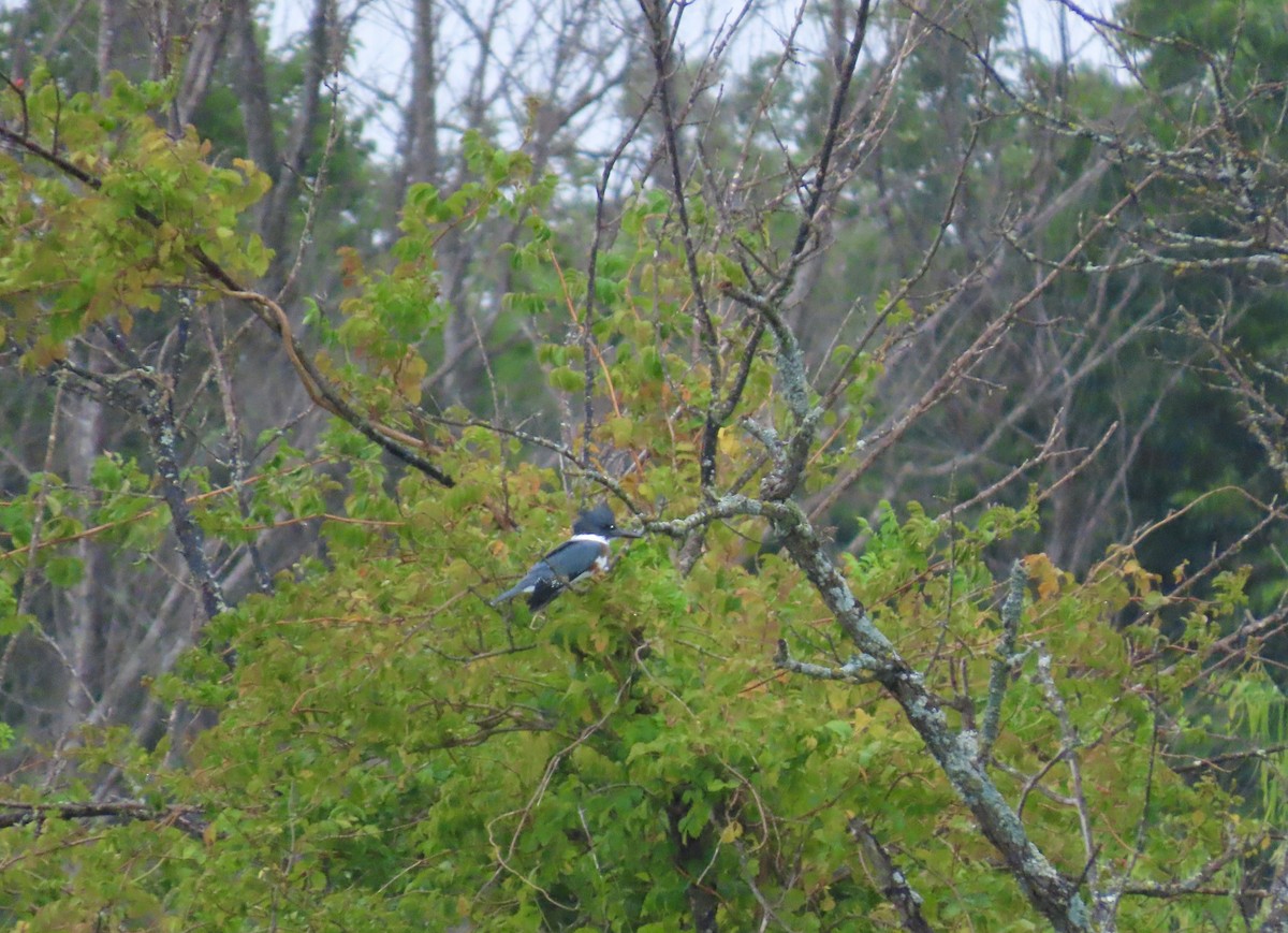 Belted Kingfisher - ML638499704