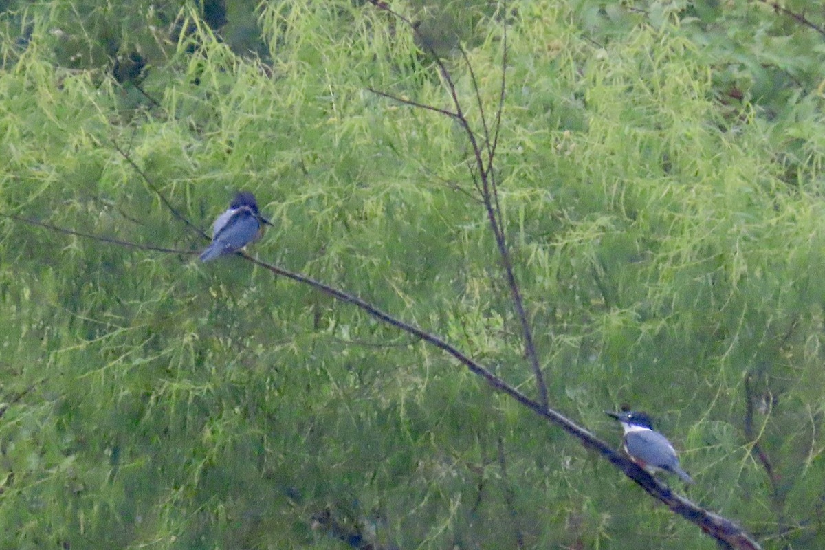 Belted Kingfisher - ML638499705