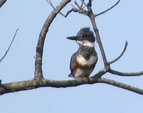 Belted Kingfisher - ML638499719