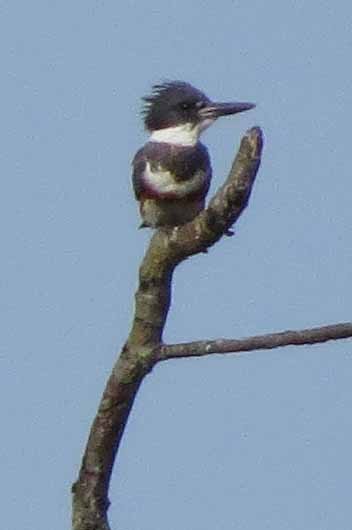 Belted Kingfisher - ML638499720