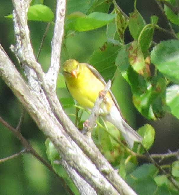 American Goldfinch - ML638499733