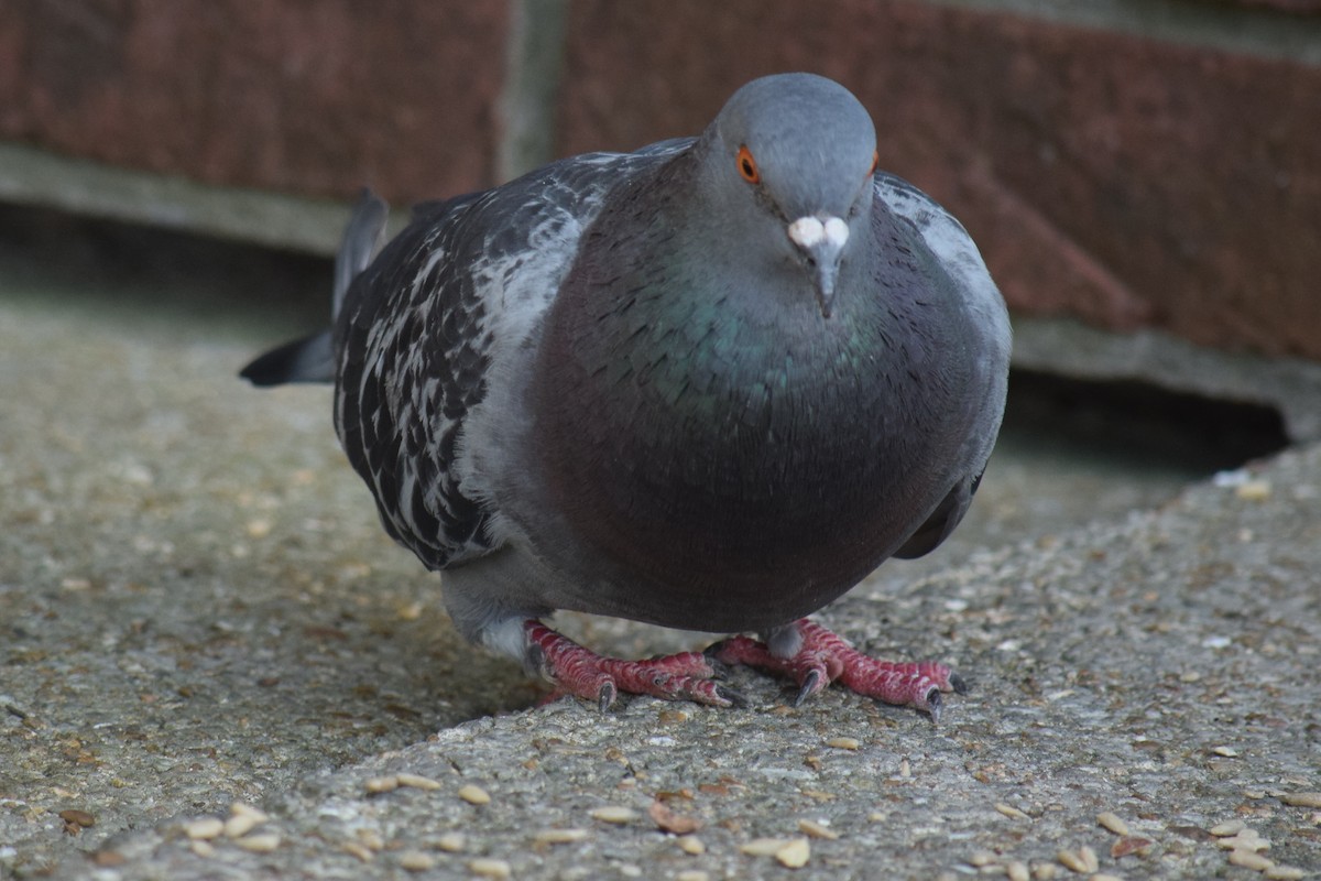 Rock Pigeon (Feral Pigeon) - ML638499757