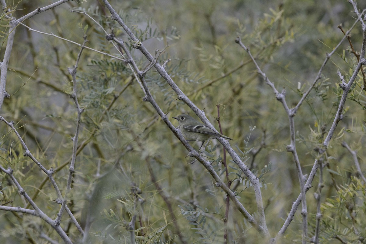 Ruby-crowned Kinglet - ML638499759