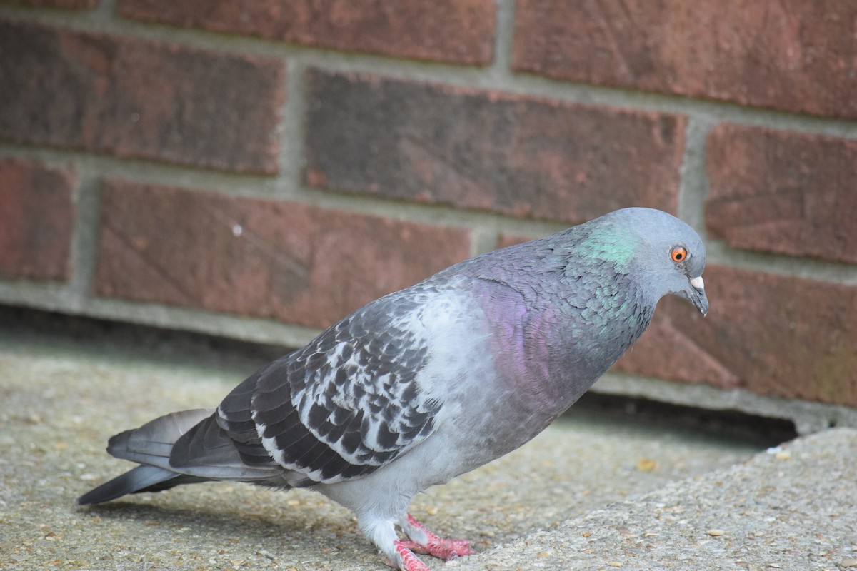 Rock Pigeon (Feral Pigeon) - ML638499767