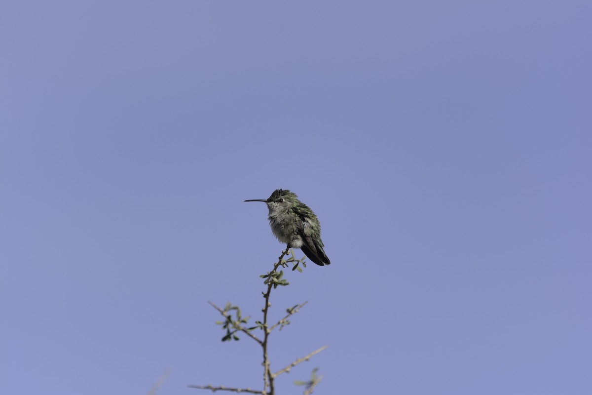 Costa's Hummingbird - ML638499774