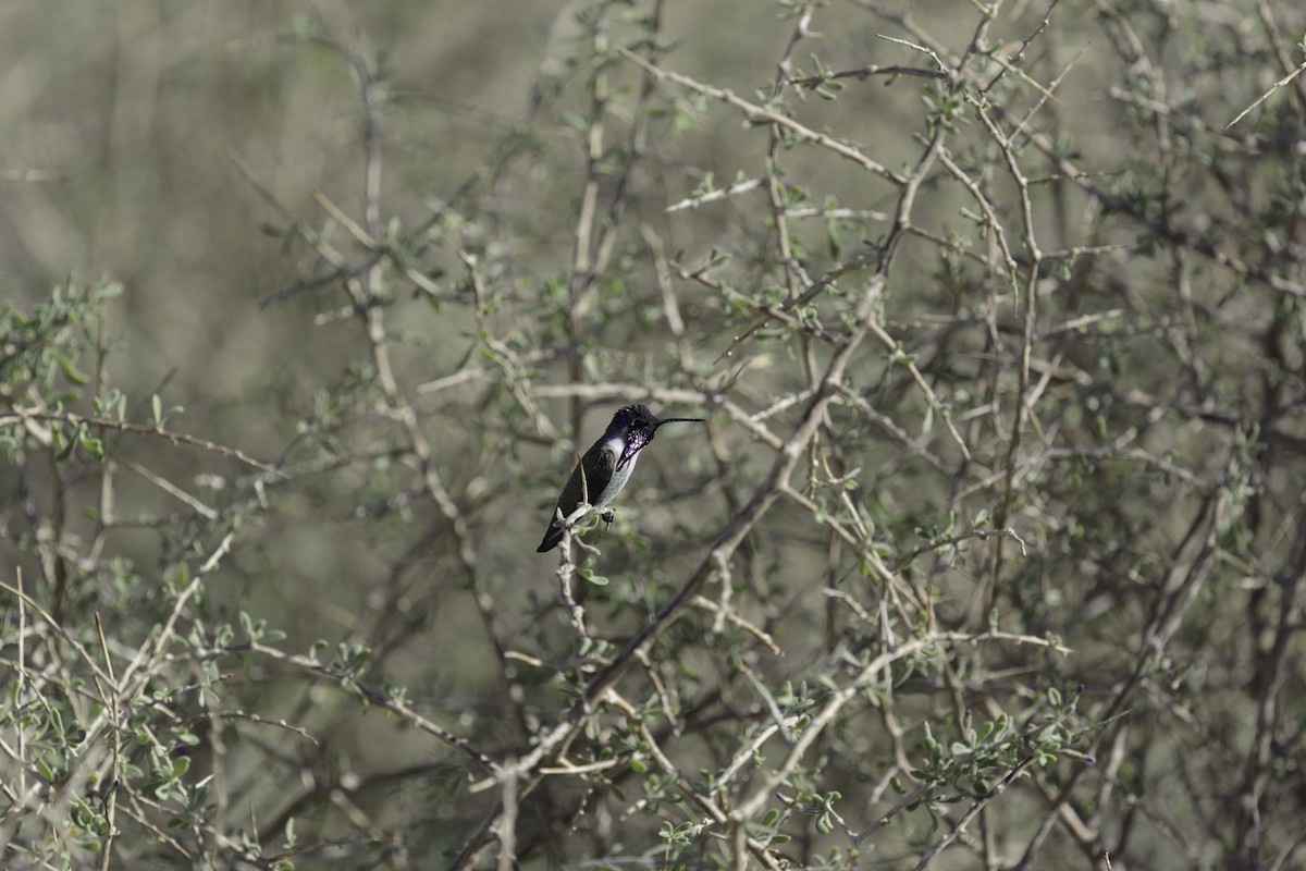 Costa's Hummingbird - ML638499775