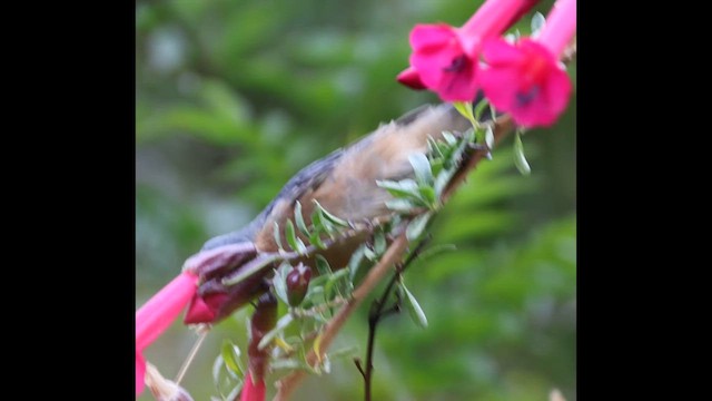 Rusty Flowerpiercer - ML638499792