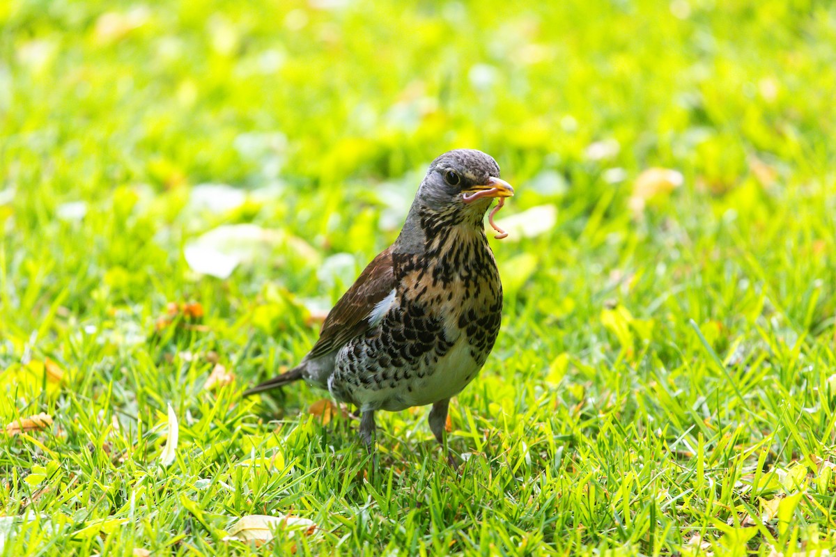 Fieldfare - ML638499801