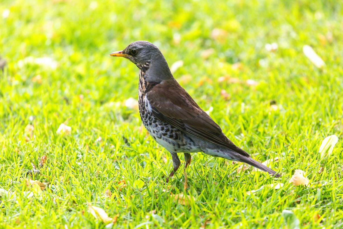 Fieldfare - ML638499802