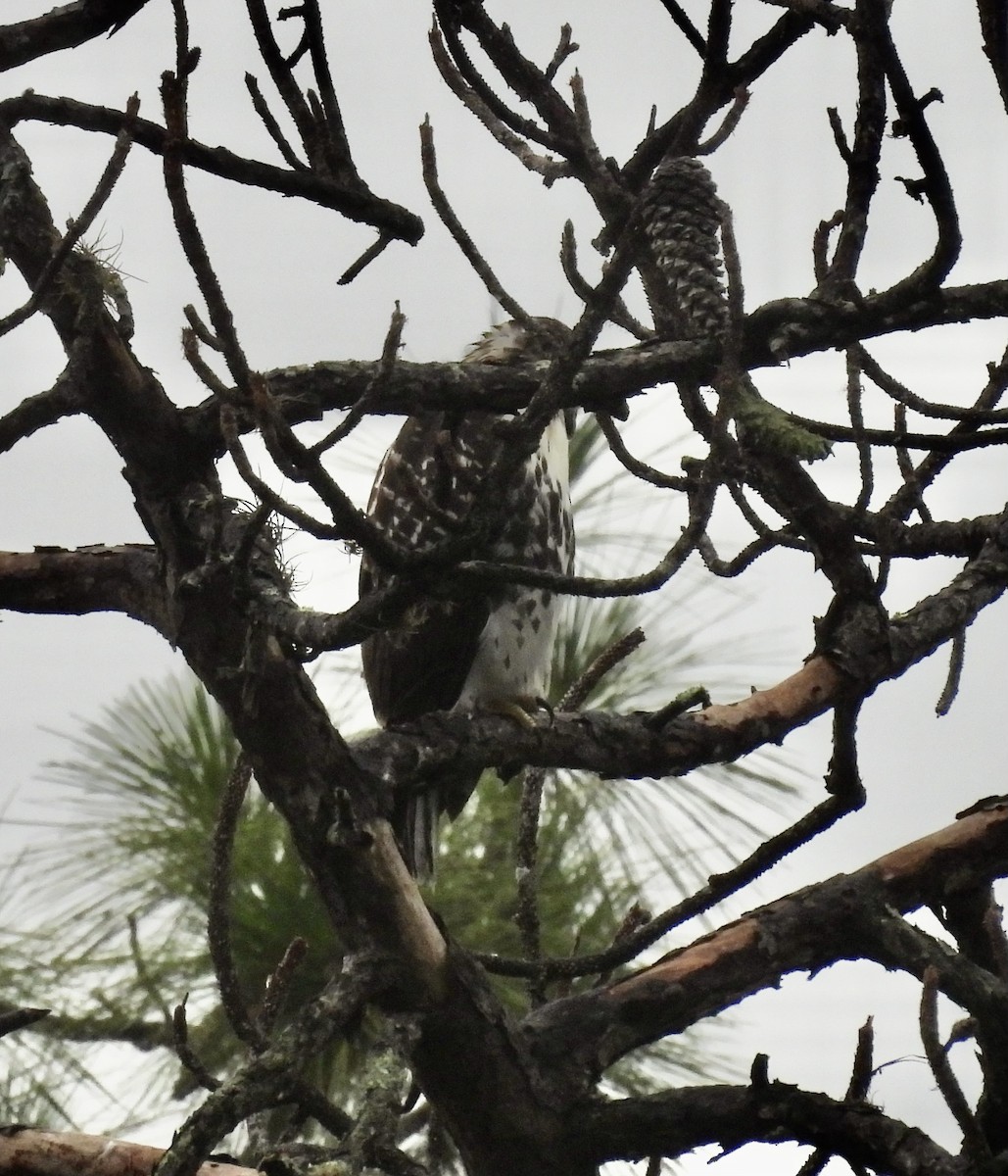 Red-tailed Hawk - ML638499898
