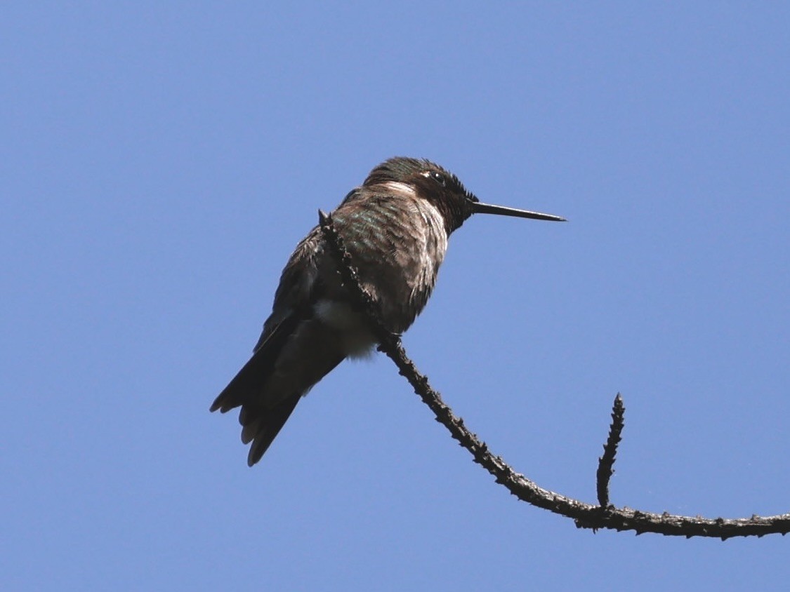 Ruby-throated Hummingbird - ML638499912
