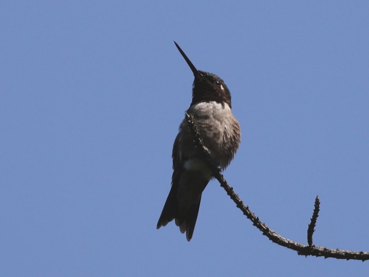 Ruby-throated Hummingbird - ML638499914