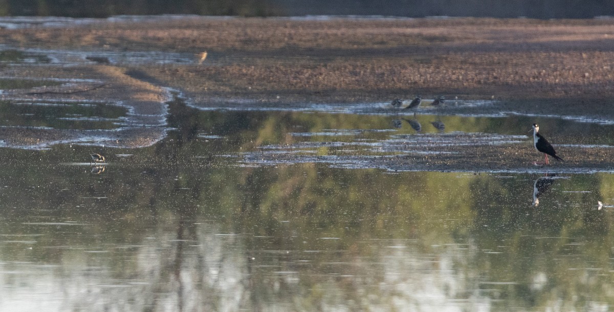 Black-necked Stilt (Black-necked) - ML638499917