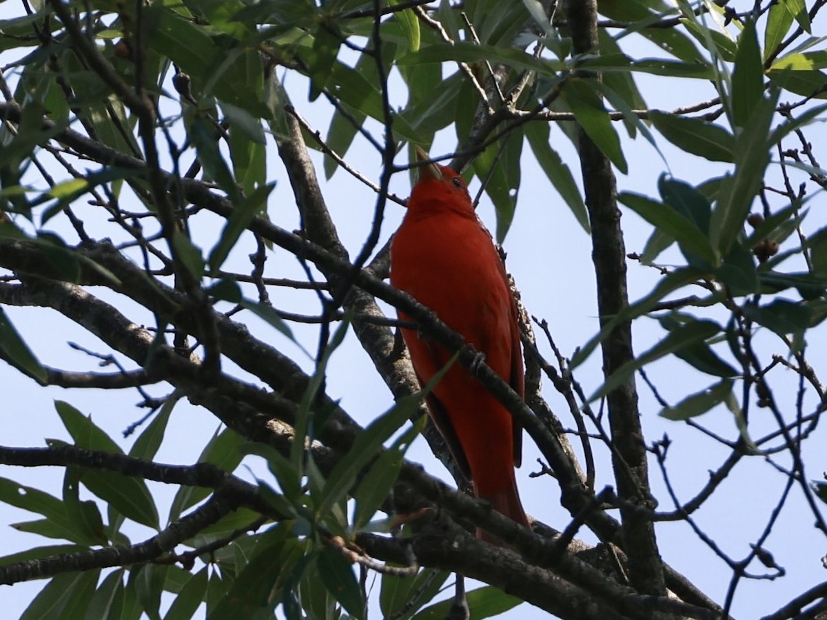Summer Tanager - ML638499923