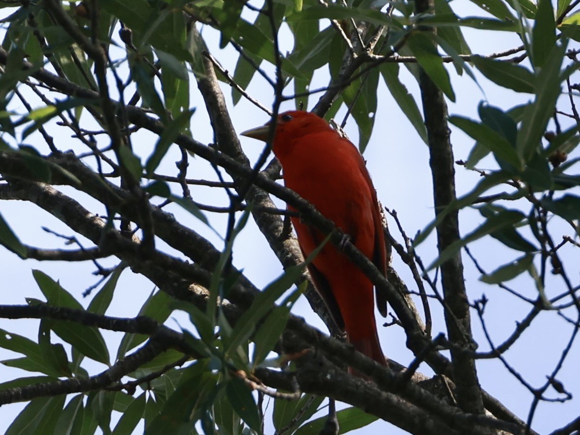 Summer Tanager - ML638499926