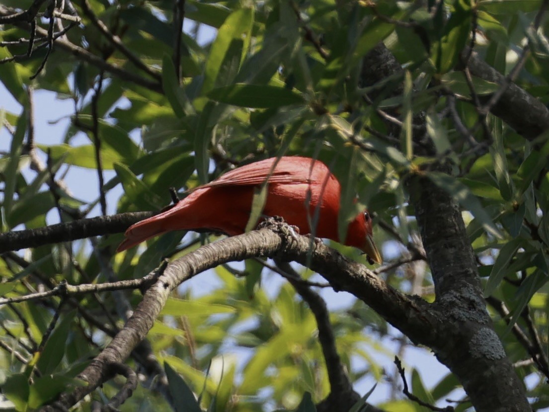 Summer Tanager - ML638499928