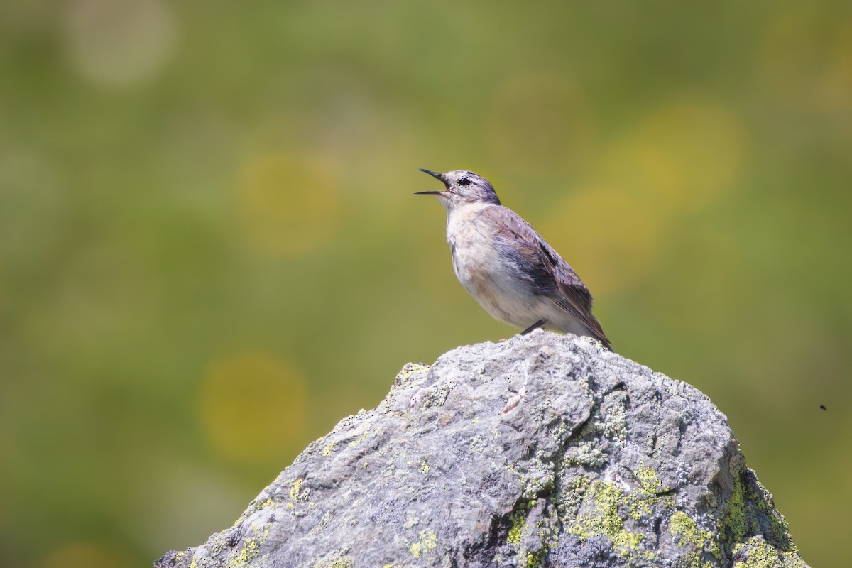 Water Pipit - ML638499930