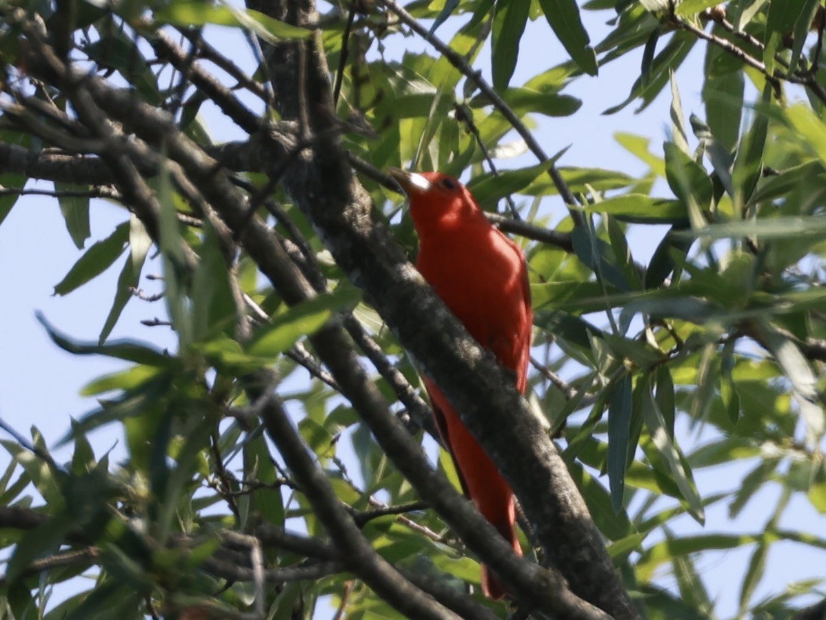 Summer Tanager - ML638499931