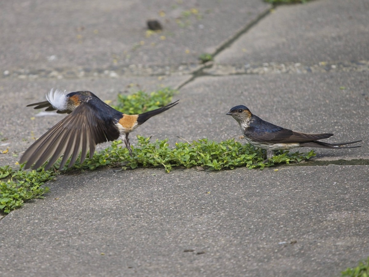 Eastern Red-rumped Swallow (Striated) - ML638499933