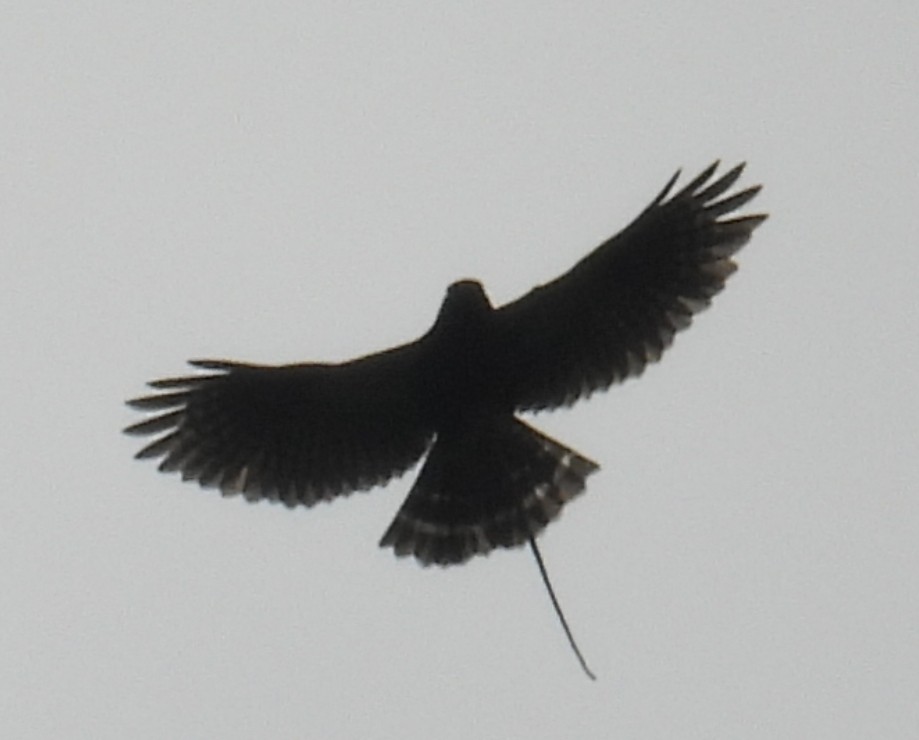 White-rumped Hawk - ML638499967