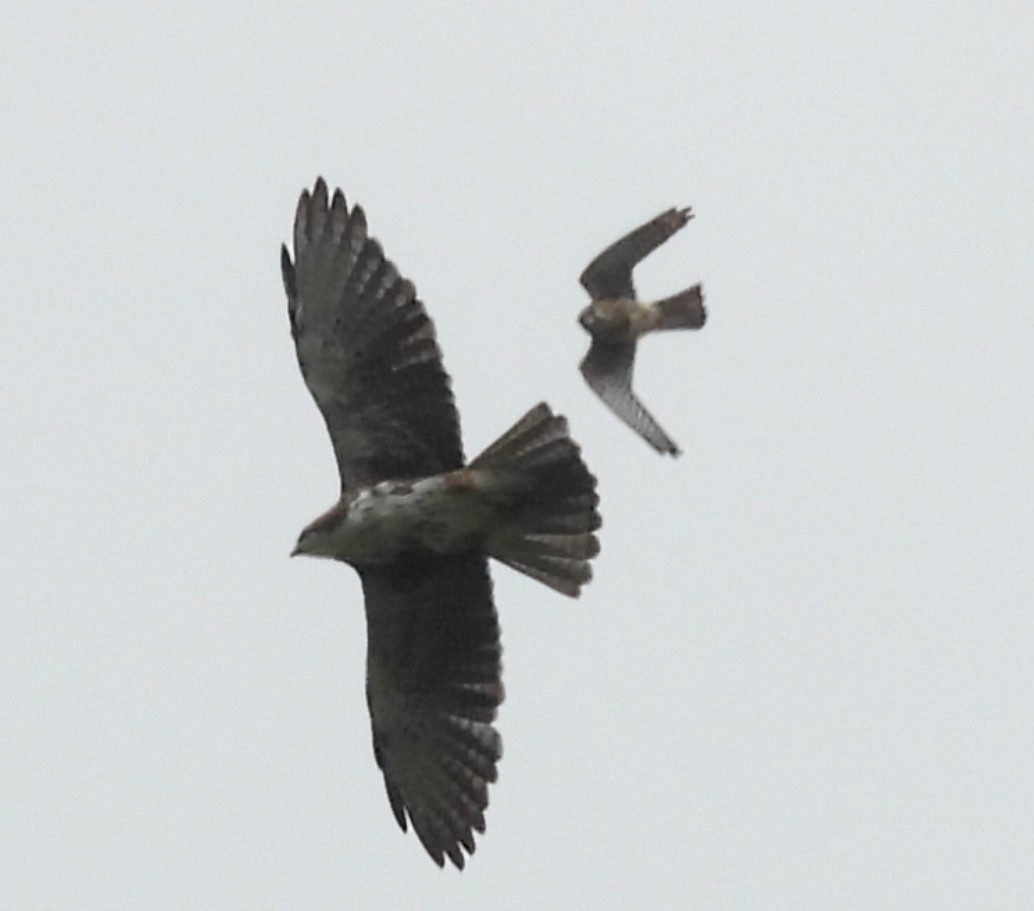 White-throated Hawk - ML638499970