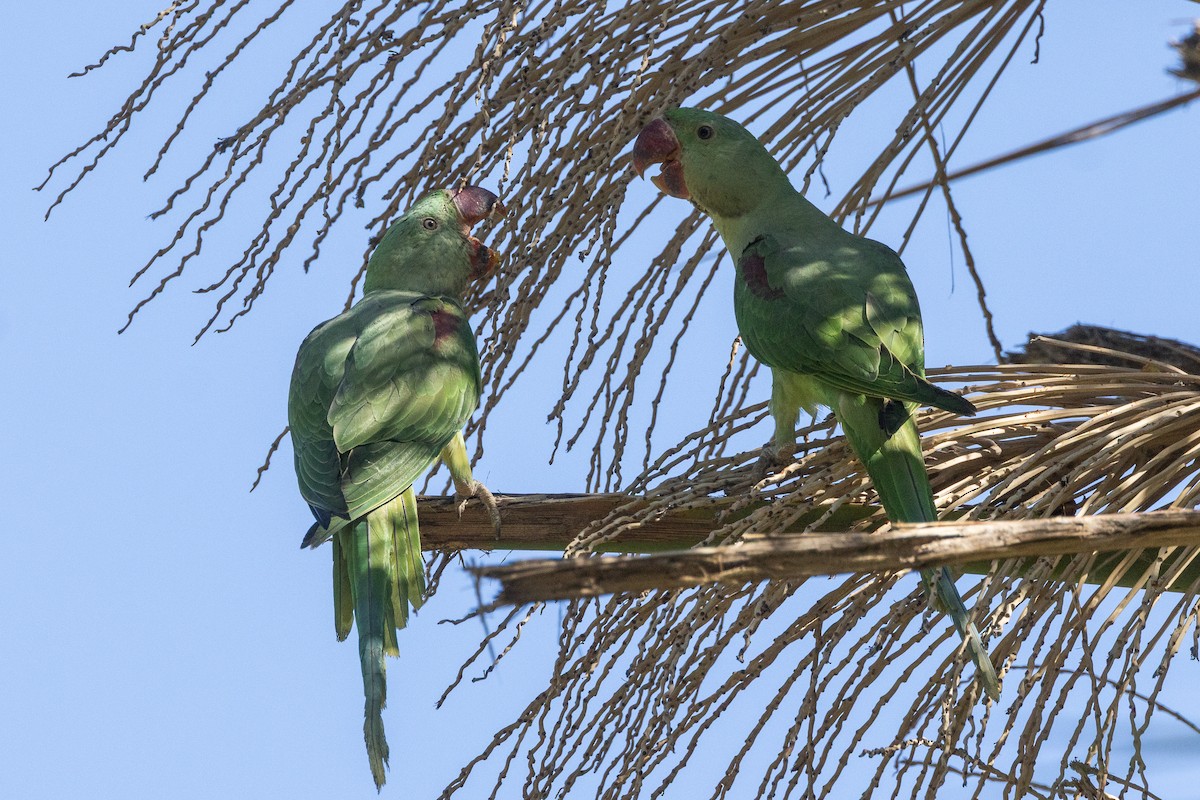 Alexandrine Parakeet - ML638499980