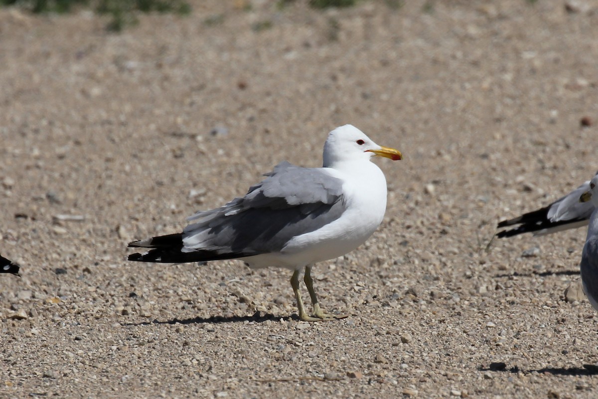 California Gull - ML638499993