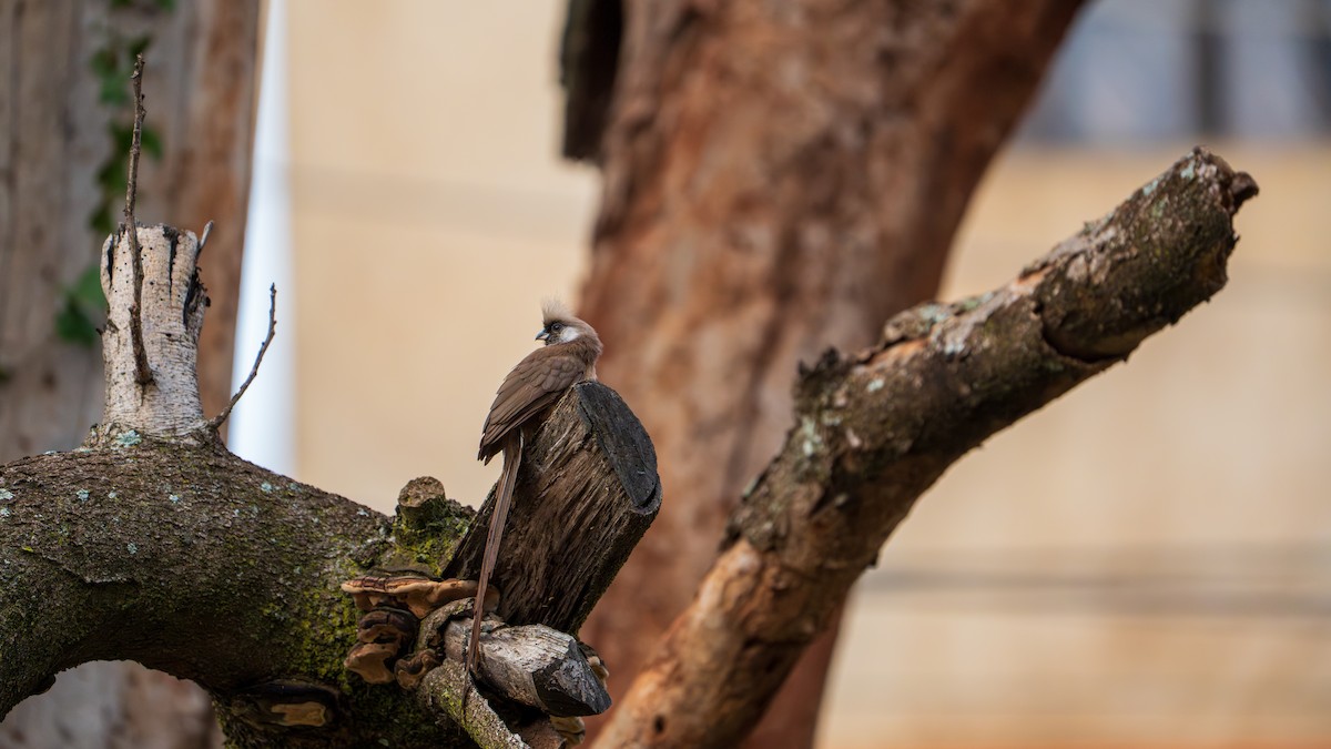Speckled Mousebird - ML638499995