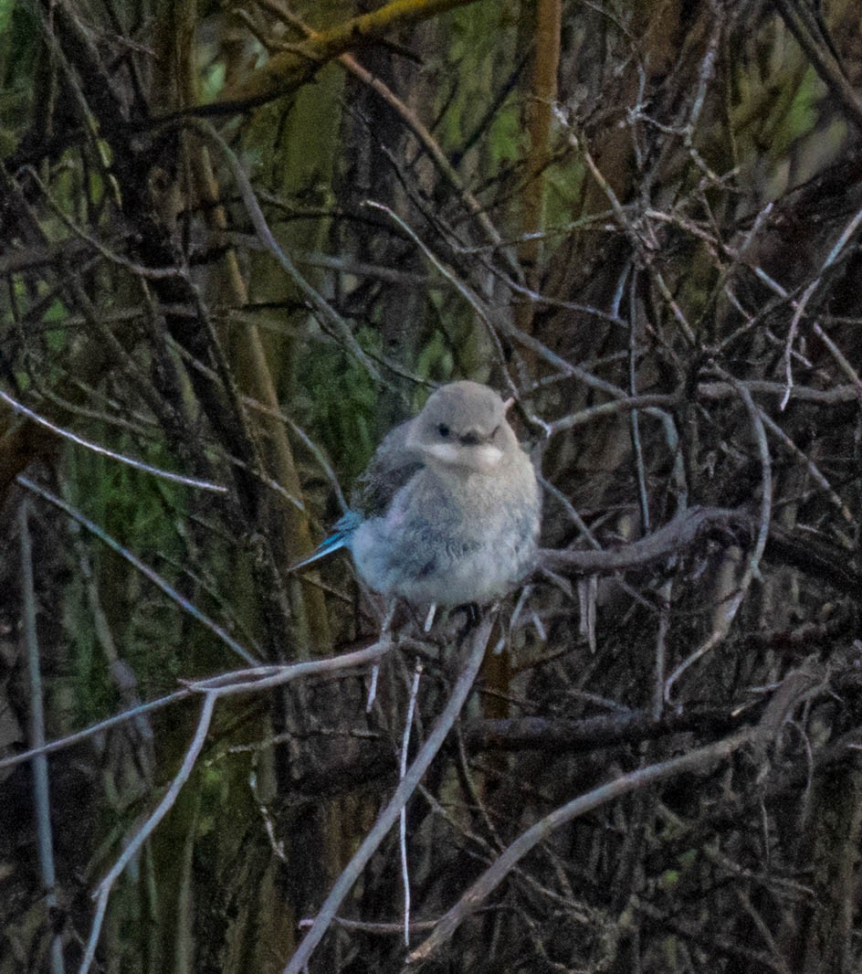 Mountain Bluebird - ML638499996
