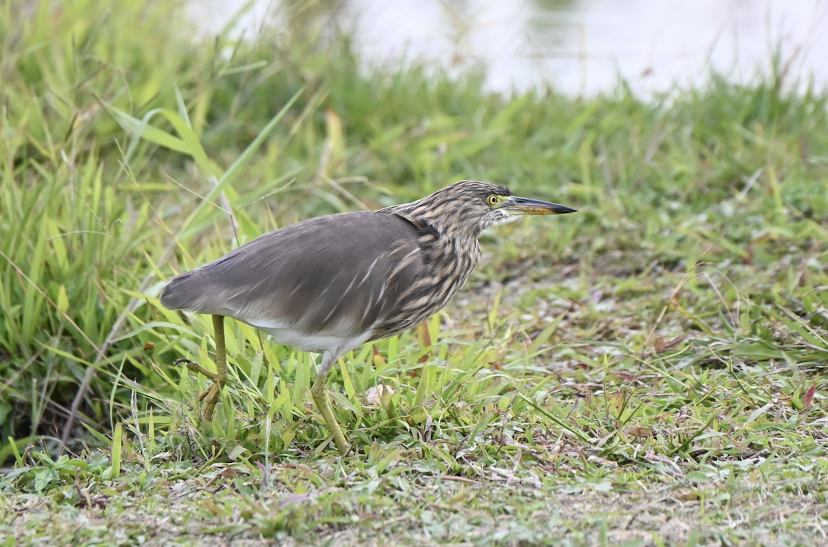 Chinese Pond-Heron - ML638499997