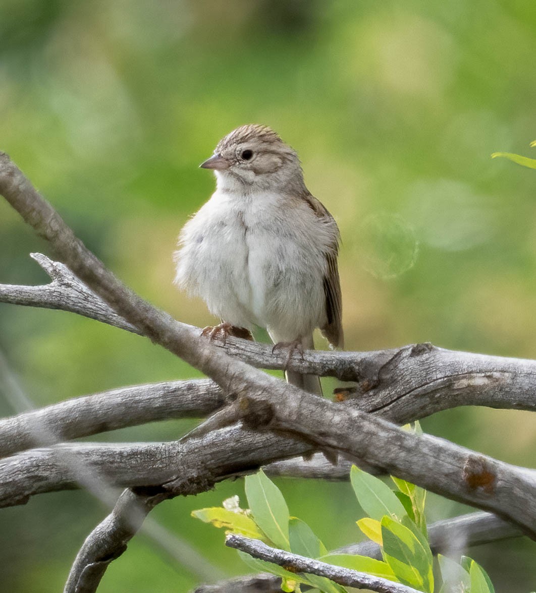 Brewer's Sparrow - ML638500018