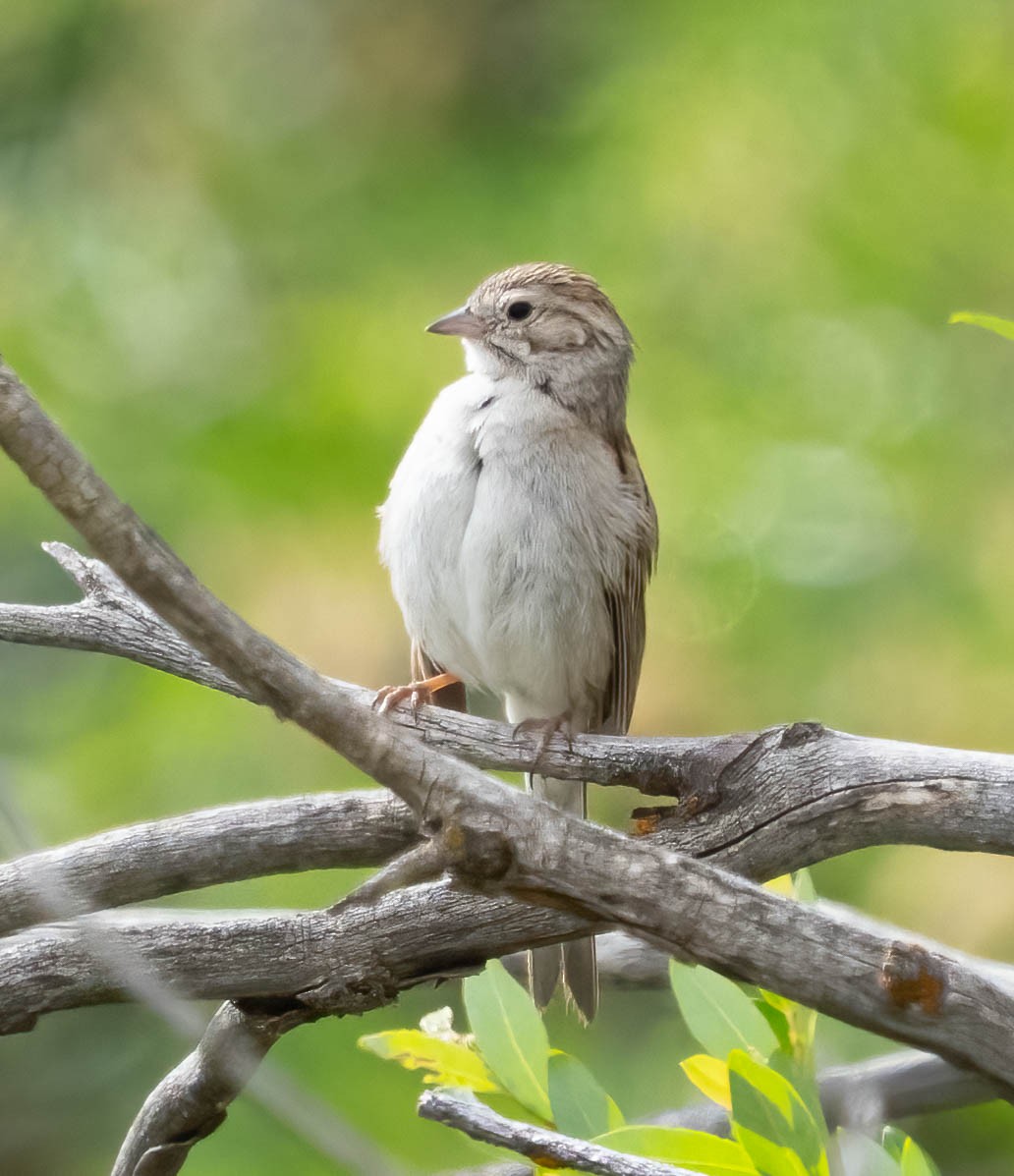 Brewer's Sparrow - ML638500019
