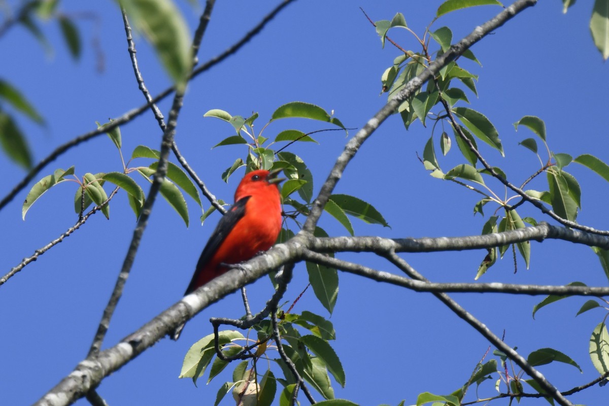 Scarlet Tanager - ML638500305