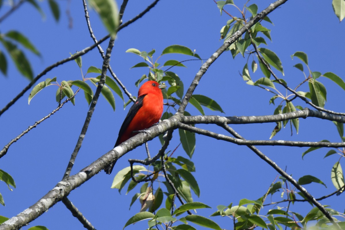 Scarlet Tanager - ML638500306