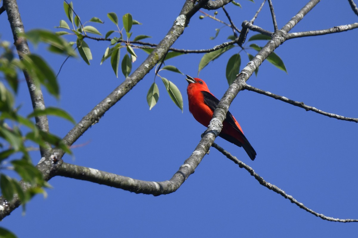 Scarlet Tanager - ML638500320