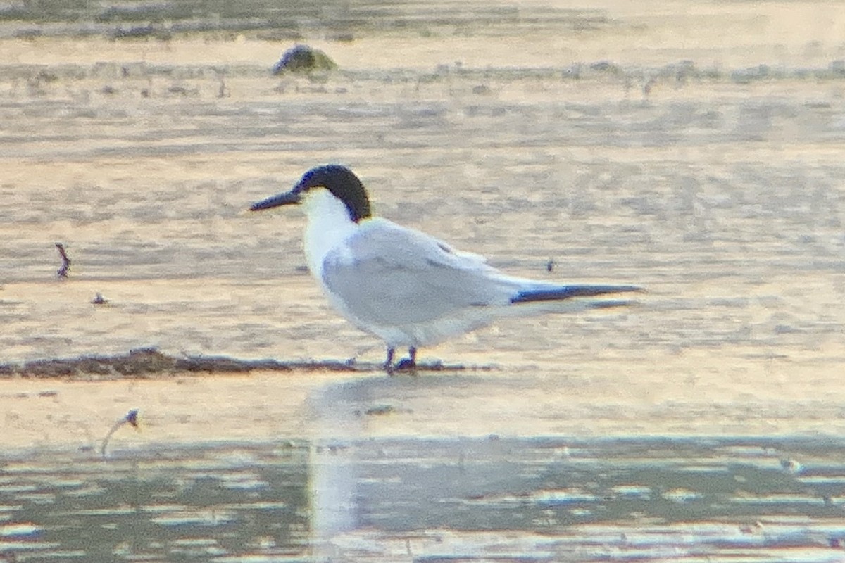 Sandwich Tern - ML638500324