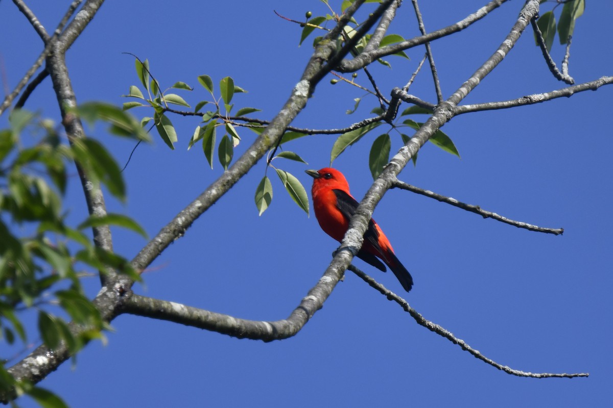 Scarlet Tanager - ML638500326