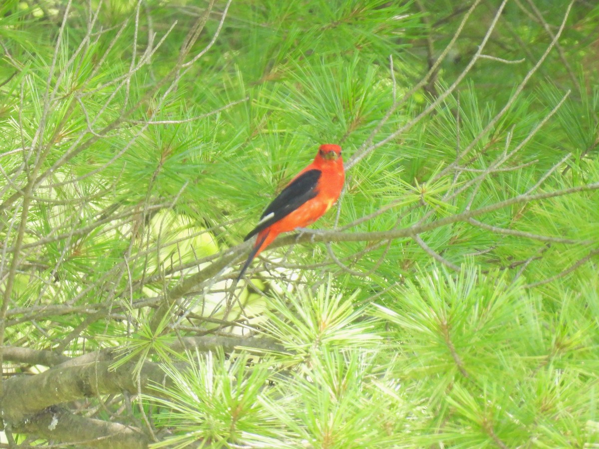Scarlet Tanager - ML638500354