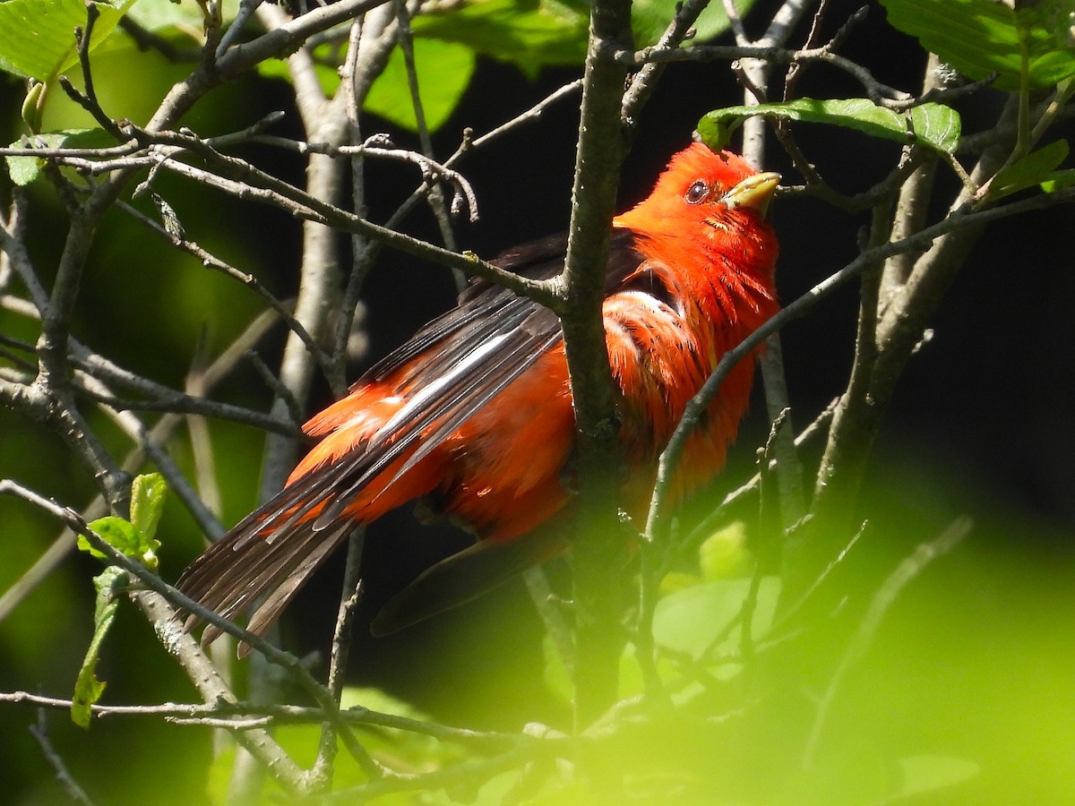 Scarlet Tanager - ML638500369