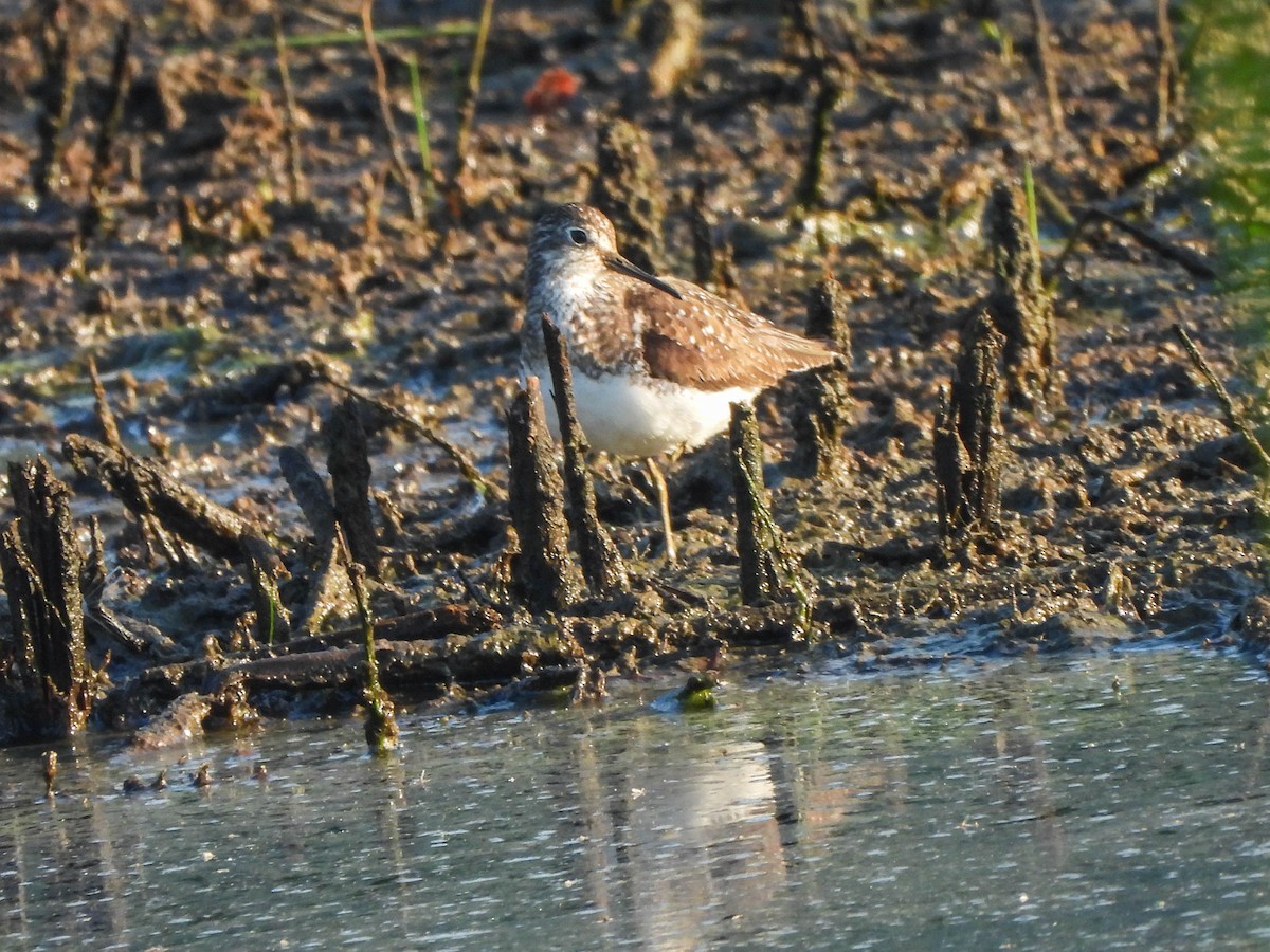 Einsiedelwasserläufer - ML638500397