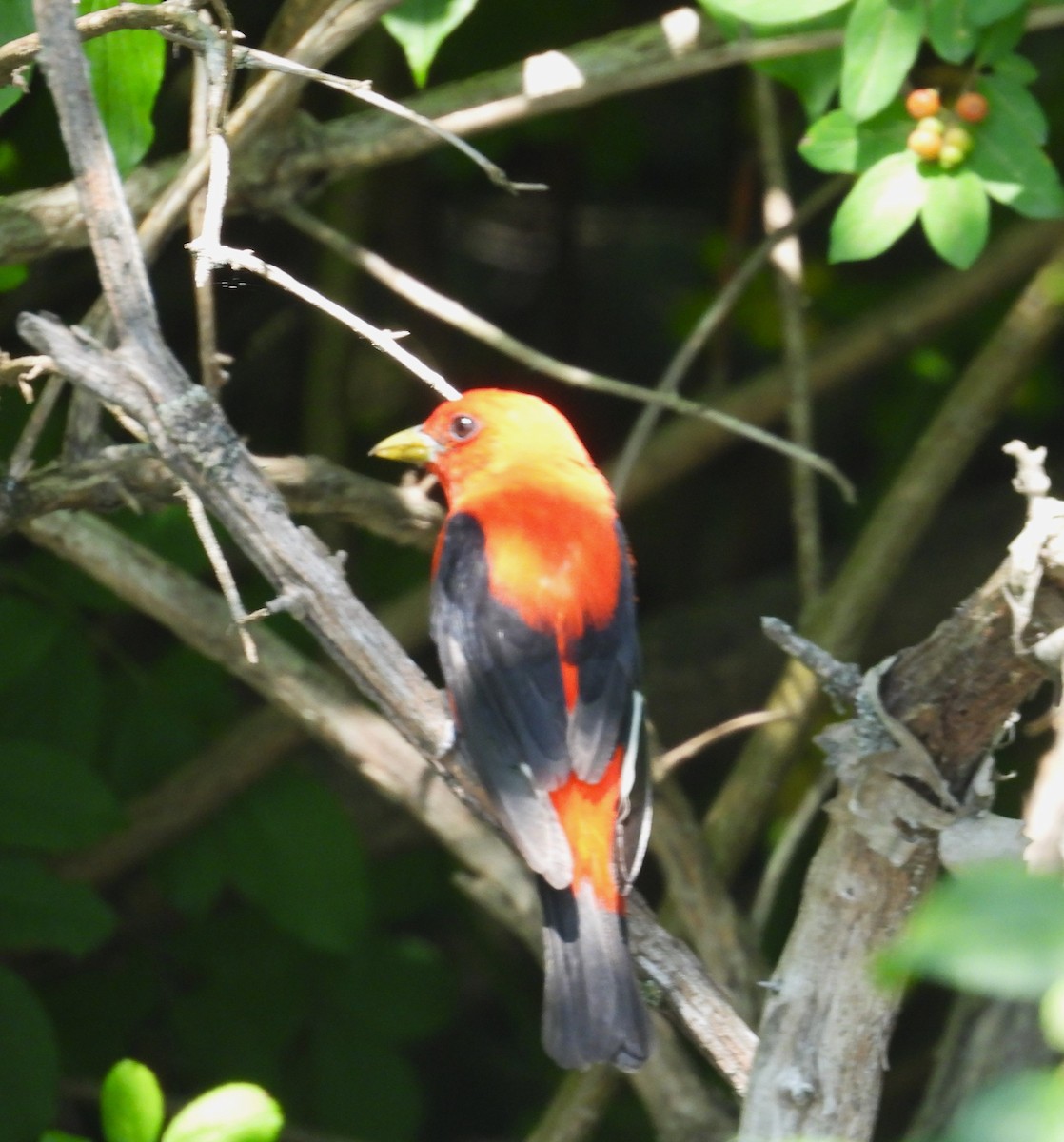 Scarlet Tanager - ML638500403