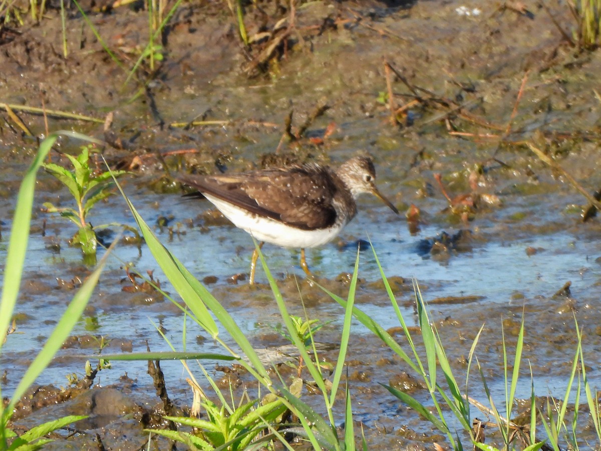 Einsiedelwasserläufer - ML638500408
