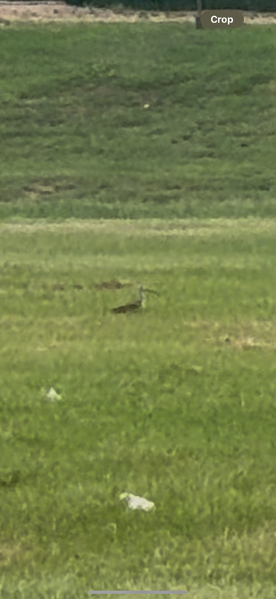 Long-billed Curlew - ML638500435
