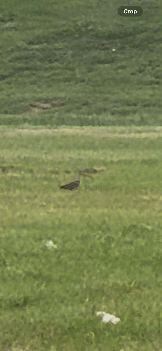 Long-billed Curlew - ML638500436