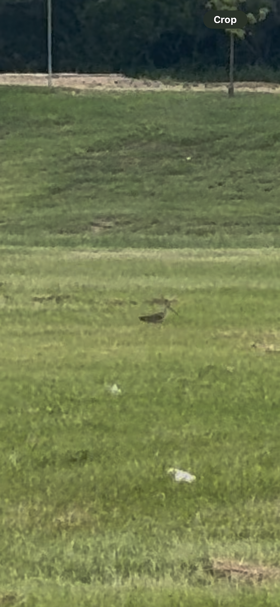 Long-billed Curlew - ML638500437