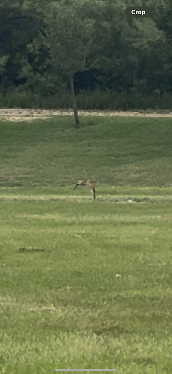 Long-billed Curlew - ML638500438